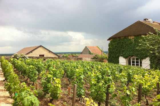 The Magic of Burgundy